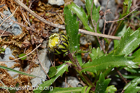 Photo: Probably Leucanthemopsis halleri, blossom (still closed), stem and leaves.