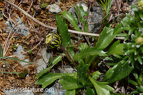 Photo: Probably Leucanthemopsis halleri. Blossom (noch closed), stem and leaves.
