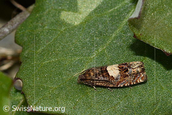 Photo: Epiblema sticticana. Ev. also Epiblema scutulana.