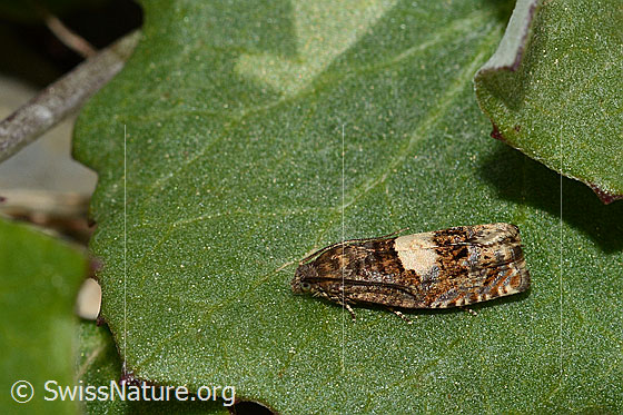 Huflattich-Wickler (Epiblema sticticana)
