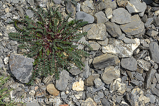 Foto: Berg-Spitzkiel (Oxytropis jacquinii). Ganze Pflanze ohne Blüten.
