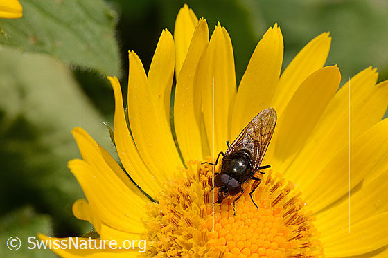 Foto: Waffenfliege (Chloromyia formosa) auf gelber Blüte (Grossköpfige Gemswurz, Doronicum grandiflorum). Bei der Fliege handelt es sich um ein Männchen.