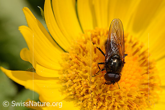 Chloromyia formosa (Waffenfliege) auf Grossköpfiger Gemswurz (Doronicum grandiflorum)