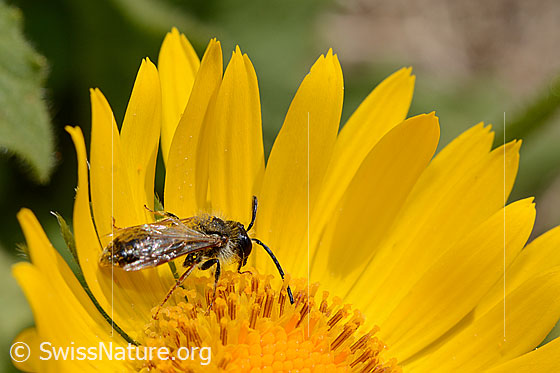 Foto: Wahrscheinlich Wald-Schmalbiene (Lasioglossum fratellum) auf Grossköpfiger Gämswurz (Doronicum grandiflorum). Länge 6 - 8mm. Weibchen. Ansicht von der Seite.