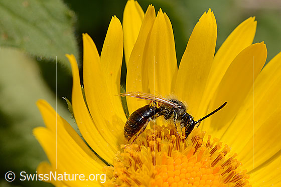 Photo: Probably Lasioglossum fratellum on Doronicum grandiflorum. Length 6 - 8mm. Female. View from the side.