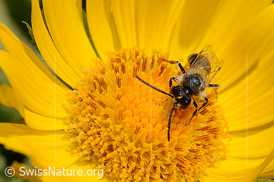 Foto: Wahrscheinlich Wald-Schmalbiene (Lasioglossum fratellum) auf Grossköpfiger Gämswurz (Doronicum grandiflorum). Länge 6 - 8mm. Weibchen. Ansicht von vorne.