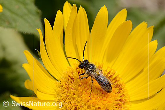 Foto: Wahrscheinlich Wald-Schmalbiene (Lasioglossum fratellum) auf Grossköpfiger Gämswurz (Doronicum grandiflorum). Länge 6 - 8mm. Weibchen. Ansicht von oben.