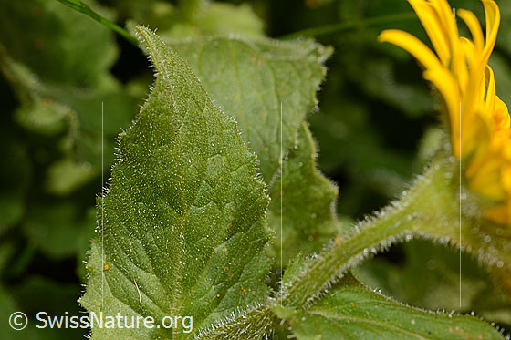 Foto: Grossköpfige Gämswurz (Doronicum grandiflorum). Blatt und Stängel.