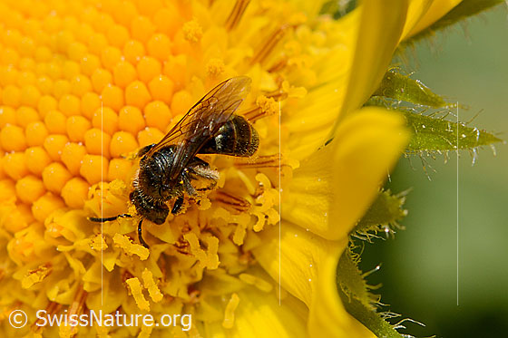 Pippau-Sandbiene (Andrena fulvago)