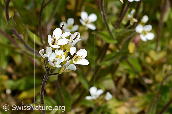 Photo: Arabis alpina. Blossoms.