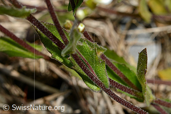 Photo: Arabis alpina. Stem and leaves.