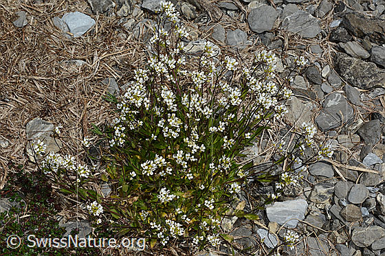 Photo: Arabis alpina. Whole plant (habiti).