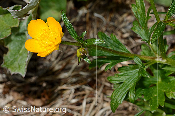 Kriechender Hahnenfuss (Ranunculus repens)