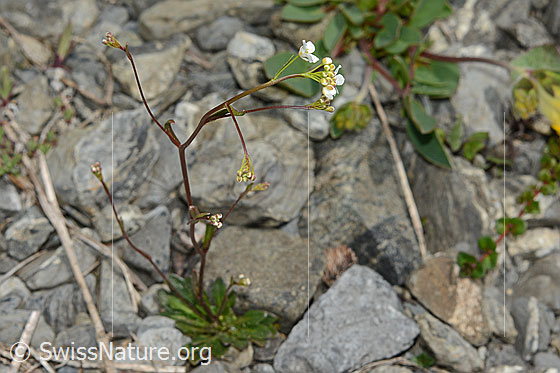 Foto: Felsen-Kugelschöttchen (Kernera saxatilis). Ganze Pflanze.