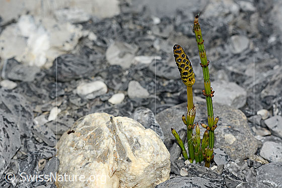 Foto: Sumpf-Schachtelhalm (Equisetum palustre). Ganze Pflanze (Habitus).