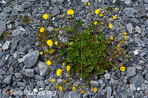 Foto: Kriechendes Fingerkraut (Potentilla reptans). Ganze Pflanze (Habitus).