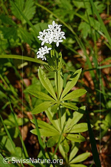 Foto: Echter Waldmeister (Galium odoratum). Ganze Pflanze.