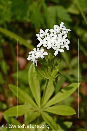 Foto: Echter Waldmeister (Galium odoratum). Ganze Pflanze.
