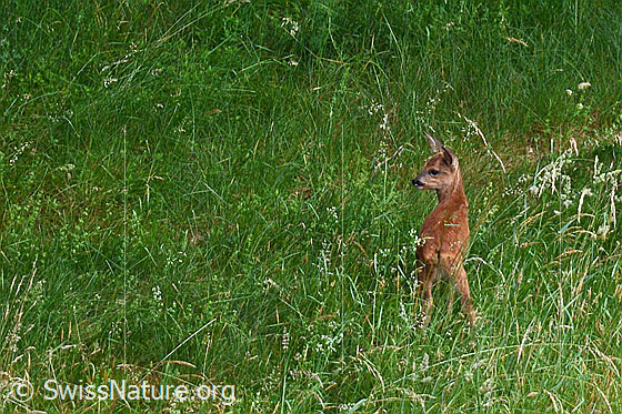Foto: Rehkitz (Capreolus capreolus) in Wiese.