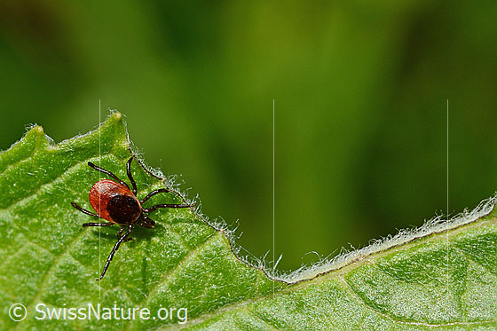 Foto: Zecke oder Gemeiner Holzbock (Ixodes ricinus) auf Blatt. Weibchen. Länge: 3-4mm. Ansicht von oben.