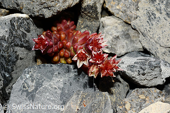 Photo: Sedum atratum. Whole plant