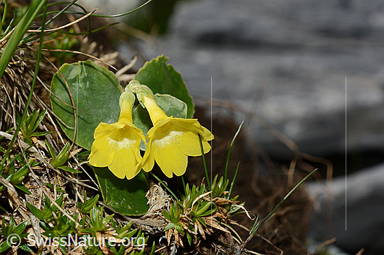 Foto: Flühblümchen (Primula auricula), blühend.