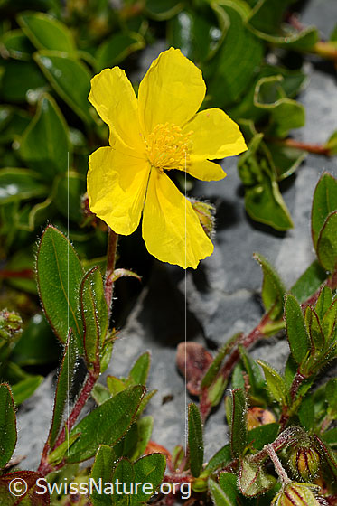 Grossblütiges Sonnenröschen (Helianthemum grandiflorum)