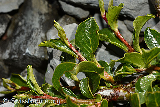 Photo: Salix retusa. Leaves and branches.