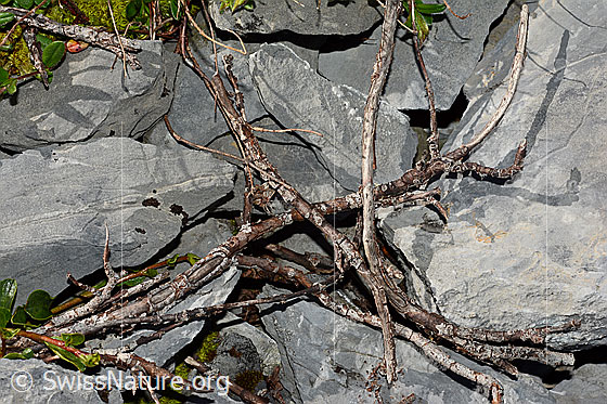 Photo: Salix retusa. Dead twigs.