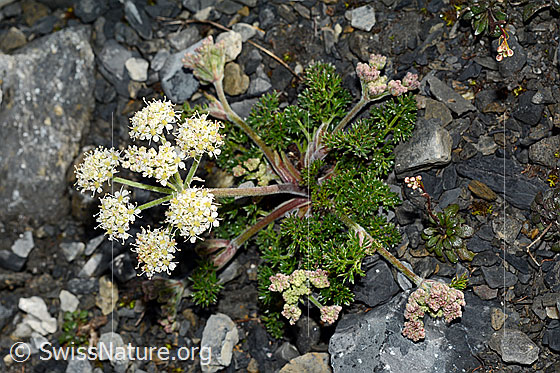Foto: Wahrscheinlich Augenwurz (Athamanta cretensis). Ganze Pflanze (Habitus). Ansicht von oben.