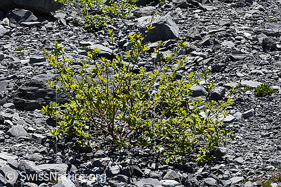 Foto: Wahrscheinlich Sal-Weide (Salix caprea). Junger Strauch im Gletschervorfeld.
