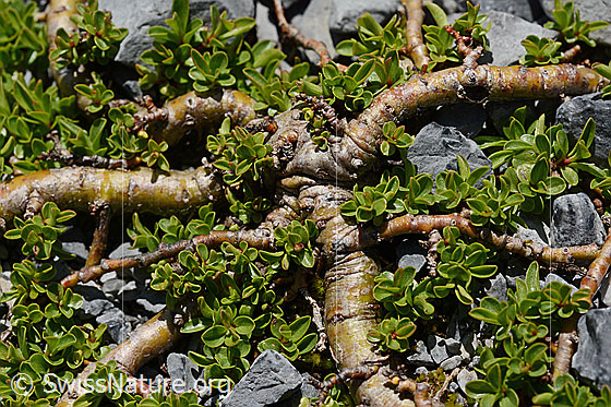 Photo: Probably Salix serpillifolia. Stems, branches and leaves.