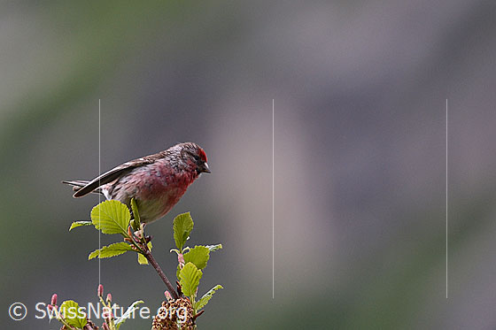 Foto: Birkenzeisig (Acanthis flammea). Auf Ast sitzend. Ansicht von schräg unten.