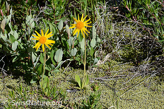 Photo: Arnica montana. Two specimens.