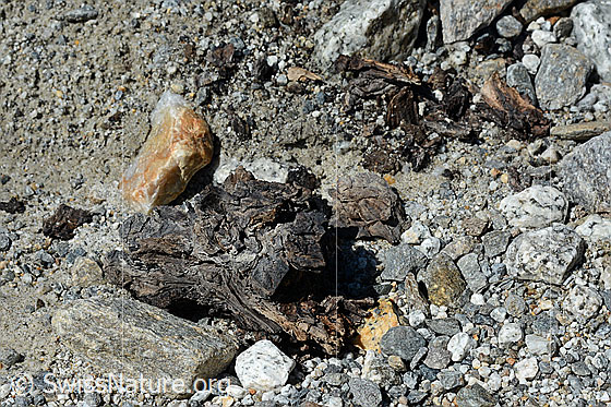 Foto: Holzfund Nr. 1 am Unteraargletscher.
Dieses Foto zeigt das Holzstück von Holzfund Nr 1 am Fundort. Grösse: ca. 10 x 6 x 6cm.
Alter: Radiokarbonalter 2465 +/- 23 Jahre vor heute.