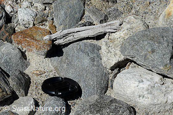 Foto: Holzfund Nr. 2 am Unteraargletscher.
Dieses Foto zeigt das Holzstück von Holzfund Nr 2 am Fundort. Länge: ca. 15cm.
Alter: Radiokarbonalter 2465 +/- 23 Jahre vor heute.