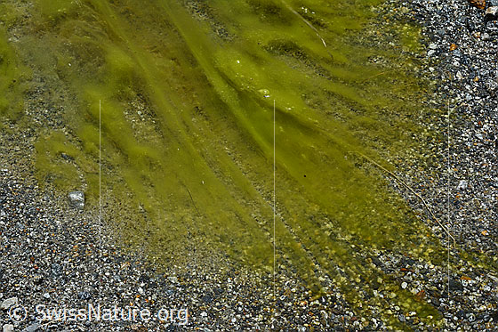Photo: Algae in pond in glacier forefield