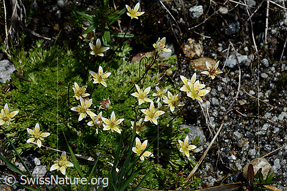Photo: Saxifraga bryoides. Blossoms.