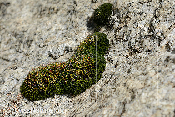 Kaktusmoos (Campylopus introflexus)