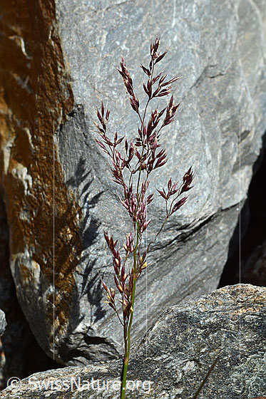 Foto: Violetter Schwingel (Festuca violacea), Blüte.