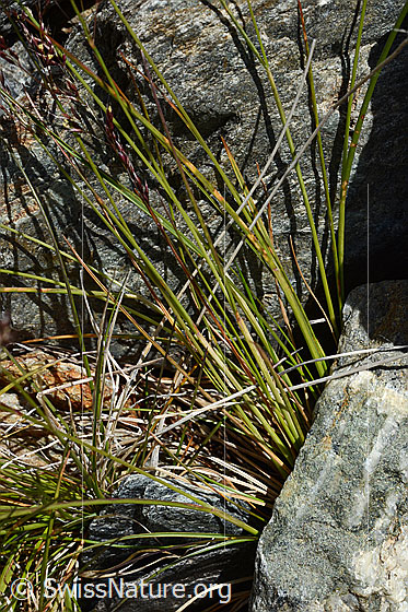 Photo: Festuca violacea, stem.