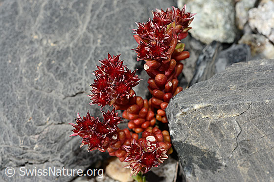 Photo: Sedum atratum. Whole plant.