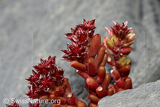 Dunkler Mauerpfeffer (Sedum atratum)