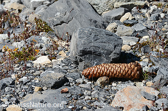 Foto: Zapfen der gewöhnlichen Fichte (Picea abies). Dieser Fichtenzapfen wurde wahrscheinlich durch einen Vogel über die Waldgrenze transportiert.