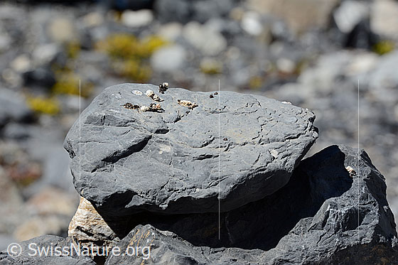Foto: Vogelkot auf Felsblock aus Kalkgestein.