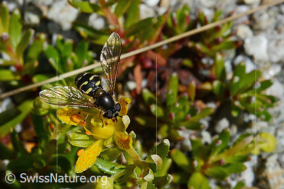 Foto: Mondfleck-Feldschwebfliege (Eupeodes luniger) auf Blüte des bewimperten Steinbrechs (Saxifraga aizoides). Ansicht von oben. Flügel seitwärts aufgeklappt.