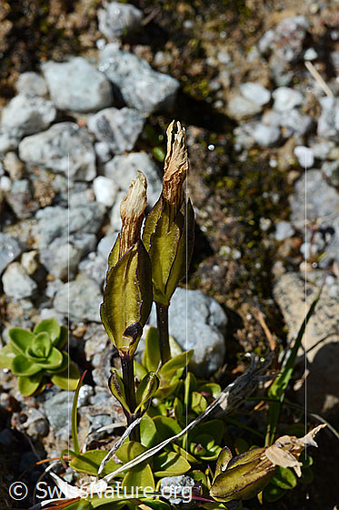 Photo: Gentiana verna. Verblüht.