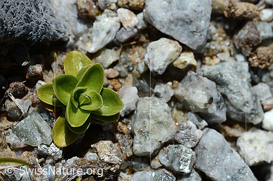 Photo: Gentiana verna. Basal rosette of leaves.