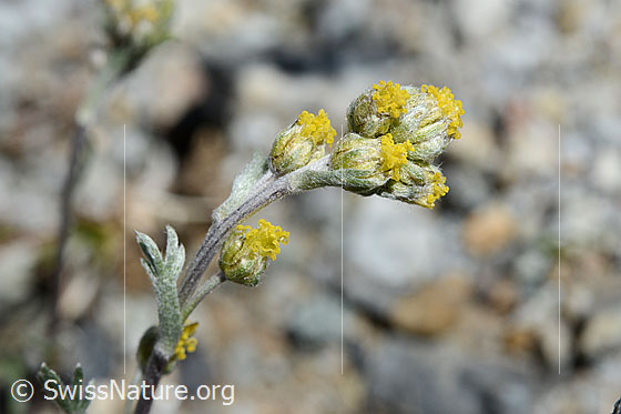 Photo: Artemisia umbelliformis. Blossoms.