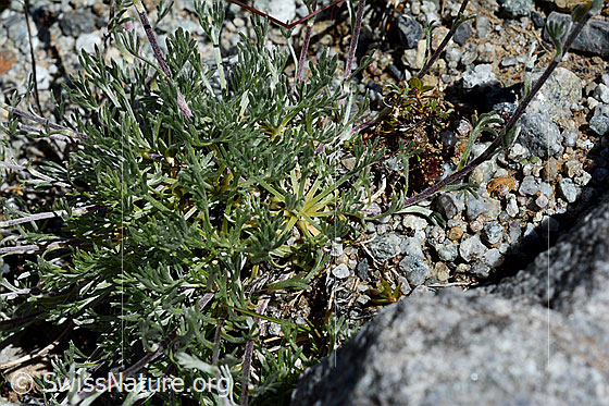 Photo: Artemisia umbelliformis. Leaves, cushion.